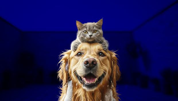 <h2>Higiene Mascotas</h2>